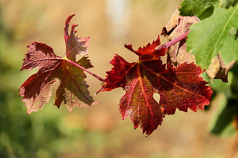 selektiv, fokus fotografering, rød, planteblad, vinblad, blad, lyse, solrig, faldfarve, vinstok, vinavl, efterår, efterår farve, plante del, plante, lave om, skønhed i naturen, tæt på, fokus på forgrunden, natur, træ, ingen mennesker, vækst, dag, udendørs, ahorn blad, bladvenen, blade, ro, skrøbelighed, naturlig tilstand, maroon, 4K, CC0, offentligt domæne, royaltyfrie