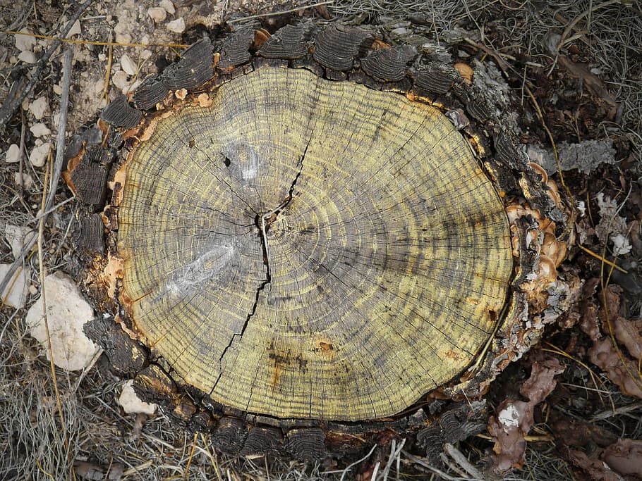 tronc, secció transversal, anells, edat, pi, fusta, tallar el tronc, secció, naturalesa, arbre, registre, bosc, indústria de la fusta, tronc de l'arbre, material de fusta, marró, monstre de l'arbre, fons, material, escorça, desforestació, textura, anell d’arbre, terra, dia, cap gent, primer pla, forma, qüestions ambientals, aspre, danys ambientals, a l'aire lliure, gra de fusta, 4K