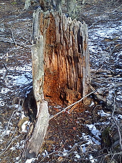 arbres, caigut, muntanya, hivern, neu, dia, arbre, naturalesa, material de fusta, terra, cap gent, aigua, bosc, temperatura de fred, vista d’angle alt, planta, tranquil·litat, congelat, a l'aire lliure, fusta, llac, escorça, planta morta, cargol, aigua que flueix, fusta flotant, 1080P, CC0, domini públic, lliure de regalies