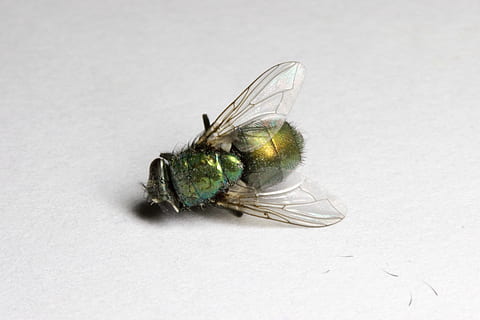 volare, morto, insetto, truce, verde, Ali, macro, avvicinamento, peloso, peste, Morte, mosca domestica, raccapricciante, vicino, entomologia, piccolo, vita, natura, un animale, temi animali, sfondo bianco, animali allo stato selvatico, invertebrato, animale, fauna selvatica, ala animale, nessuno, girato in studio, in casa, parte del corpo animale, copia spazio, concentrarsi sulle conoscenze acquisite, occhio animale, 5K, CC0, dominio pubblico, privo di copyright