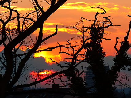 apus de soare, soare, ușoară, a arde, strălucire, cer, siluetă, lumina din spate, copac, copaci, nori, portocale, roșu, incendiu de pădure, ardere, temperatura - temperatură, parte a plantelor, culoare portocalie, frumusețe în natură, ramură, scenice - natura, liniște, nici o persoana, plantă, nor - cer, o scenă liniștită, natură, arbore gol, scenă non-urbană, trunchi de copac, idilic, trompă, în aer liber, cerul romantic, 4K, CC0, domeniu public, fără drepturi de autor