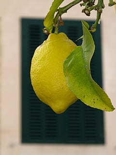 Fruit, Tree, Lemon, fruit, tree, yellow, leaf, food and drink, no people, freshness, plant part, close-up, plant, growth, nature, food, focus on foreground, citrus fruit, outdoors, day, healthy eating, lemon tree, wellbeing, 4K, CC0, public domain, royalty free