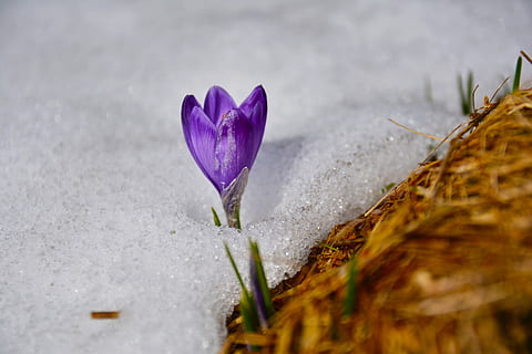 Violet, petaled flower, clar, cristal, şofran, floare, primăvară, Munte, natură, zăpadă, chochołowska valle tatra, Polonia, planta cu flori, plantă, vulnerabilitate, fragilitate, frumusețe în natură, prospeţime, a închide, selectiv, creştere, petală, nici o persoana, inflorescenţă, cap de floare, zi, iris, în aer liber, 5K, CC0, domeniu public, fără drepturi de autor