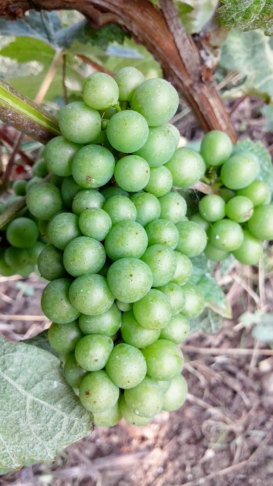 raïm, chardonnay, xampany, fruita, color verd, menjar i beguda, agricultura, dia, cap gent, menjar, alimentació saludable, frescor, creixement, planta, benestar, naturalesa, primer pla, a l'aire lliure, part de la planta, full, arbre, terra, camp, madur, plantació, 2K