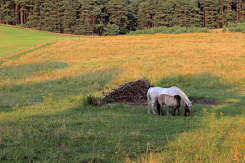 padok, konie, sprzęganie, wypasać, pole, pastwisko, Natura, roślina, ssak, zwierzę, tematy zwierzęce, wylądować, trawa, zwierzęta domowe, drzewo, krajobraz, krajowy, żywy inwentarz, kręgowiec, zwierzęca przyroda, piękno natury, żadnych ludzi, dzień, rolnictwo, na dworze, roślinożerny, 2K, CC0, domena publiczna, darmowe zdjęcia