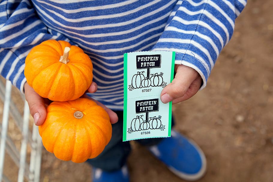 pegat de carbassa, carabasses, caure, tardor, infància, menjar i beguda, menjar, una persona, carbassa, agricultura, celebració, text, ratlles, homes, Halloween, roba casual, vegetals, vacances - esdeveniment, comunicació, a l'aire lliure, de peu, mascles, granja, orgànic, mà, 4K