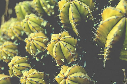 cacto verde, verde, cacto, natureza, plantar, fechar-se, Espinho, amarelo, ninguém, cor verde, Comida, crescimento, planta suculenta, frescura, beleza na natureza, dia, fruta, focar em primeiro plano, foco seletivo, Alimentação saudável, cravado, comida e bebida, ao ar livre, espetado, 4K, CC0, domínio público, royalty free