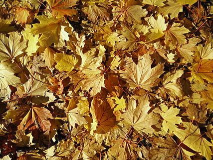 perto, fotografia, amarelo, bordo, sai, folhas secas, outono, folha, laranja, cor do outono, árvore, caído, morto, vermelho, outono leafe, parte da planta, mudança, natureza, quadro completo, origens, ninguém, dia, seco, plantar, campo, beleza na natureza, folha de Carvalho, ao ar livre, abundância, fechar-se, visão de alto ângulo, condição natural, coleção de outono, 4K, CC0, domínio público, royalty free