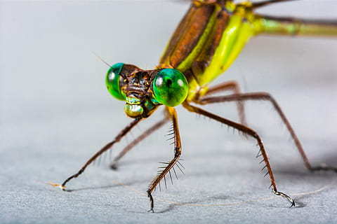 fotografia ravvicinata, giallo, verde, libellula, insetto, vicino, occhio, natura, animale, avvicinamento, macro, temi animali, fauna selvatica, un animale, invertebrato, parte del corpo animale, animali allo stato selvatico, colore verde, nessuno, formica, antenna animale, concentrarsi sulle conoscenze acquisite, primo piano estremo, messa a fuoco selettiva, giorno, ala animale, occhio animale, gamba animale, testa di animale, piccolo, 5K, CC0, dominio pubblico, privo di copyright