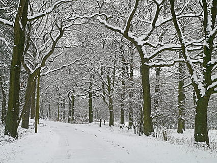 màgia d'hivern, camí forestal, nevat, hivern, bosc, neu, arbres, naturalesa, fred, bosc d’hivern, nevava, lluny, paisatge, ruta, gelada, corba, terreny pla, münsterland, arbre, temporada, fred - temperatura, gelades, a l'aire lliure, blanc, temps, temperatura de fred, planta, terra, arbre nu, tranquil·litat, branca, tronc, bellesa a la natura, escenics - natura, tronc de l'arbre, Color blanc, escena tranquil·la, cobertura, el camí a seguir, cap gent, perspectiva decreixent, treelined, clima extrem, nevar, 4K, CC0, domini públic, lliure de regalies