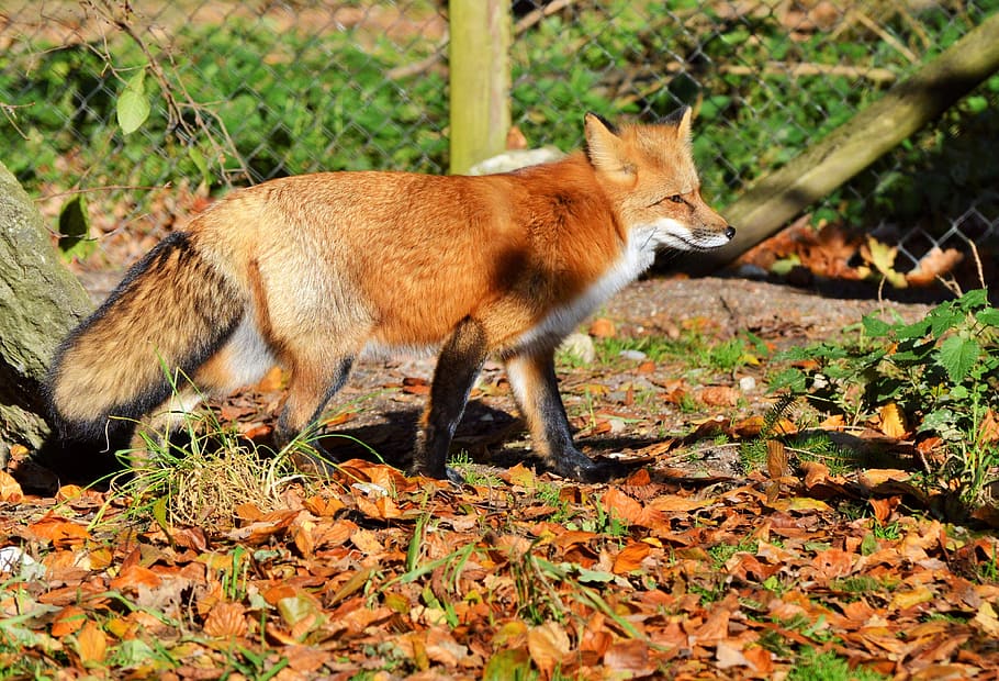 vermell, guineu, de peu, sòl, fuchs, guineu vermell, depredador, pèl vermellós, pell, animal salvatge, animal, animals del bosc, bonic, vermellós, zoo, parc natural, observació de wildpark, temes d'animals, mamífer, un animal, vertebrats, animals domèstics, terra, camp, cap gent, part de la planta, naturalesa, mascotes, full, nacional, dia, fauna animal, vista lateral, animals a la natura, longitud completa, a l'aire lliure, fulles, gat de gingebre, 4K