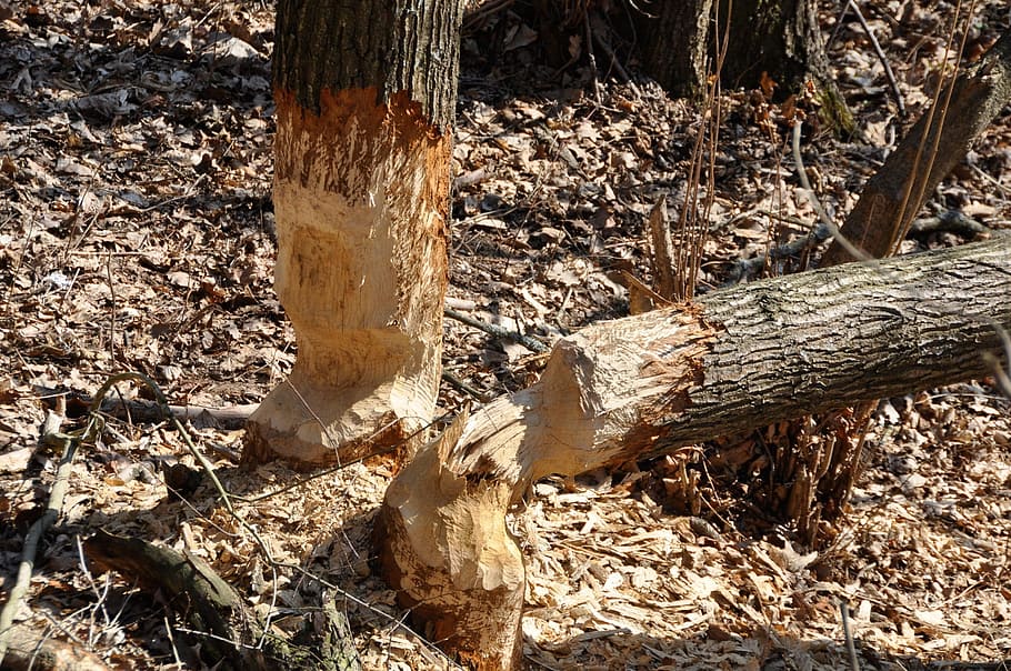 castoro, logge, costruzione, foresta, alberi, abbattuto, cesellato, habitat, industria del legname, legno - materiale, tronco d'albero, la deforestazione, legname, giorno, terra, albero, ceppo, legna, campo, natura, legna da ardere, problemi ambientali, tronco, nessuno, pianta, luce del sole, all'aperto, bosco, pianta morta, tritato, abbaiare, 1080P