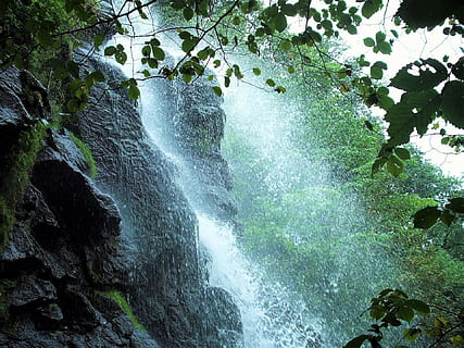 cascadas durante el día, cascada, agua, naturaleza, murmullo, paisaje, bosque, verde, arboles, Desierto, árbol, planta, belleza en la naturaleza, agua que fluye, paisajes - naturaleza, movimiento, tierra, nadie, día, larga exposición, crecimiento, rock, roca - objeto, al aire libre, sólido, fluido, selva, poder en la naturaleza, la caída del agua, 1080P, CC0, dominio público, libre de derechos