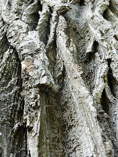 albero, Konar, struttura, tronco, natura, la corteccia, legna, la corteccia dell'albero, ramo d'albero, la struttura del, foresta, legno - materiale, sfondi, avvicinamento, abbaiare, strutturato, tronco d'albero, modello, ramo, bosco, fotogramma intero, pianta, ruvido, crescita, nessuno, giorno, corteccia vegetale, all'aperto, modello naturale, messa a fuoco selettiva, effetto strutturato, lichene, 4K, CC0, dominio pubblico, privo di copyright