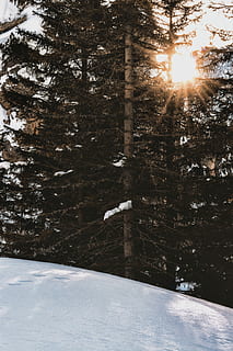 brązowe sosny, drzewa, Snowfield, dzień, las, zimowy, światło słoneczne, złoto, śnieg, zimna temperatura, drzewo, roślina, Natura, piękno natury, wylądować, spokój, pokrycie, mrożony, żadnych ludzi, promień słońca, biały kolor, na dworze, scenics - natura, flara obiektywu, 5K, CC0, domena publiczna, darmowe zdjęcia
