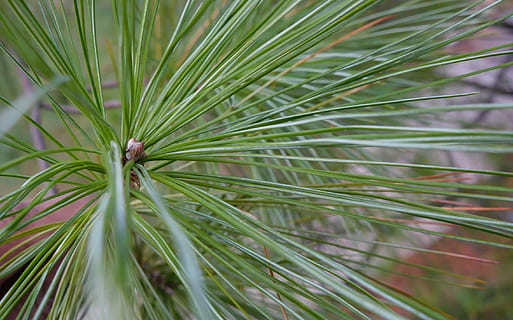 fyrretræ, nåleblader, træ, blad, nåletræ, flora, udendørs, sæson, Skov, grøn, plante, nål, stedsegrønne, naturlig, frisk, sæson-, grøn farve, vækst, skønhed i naturen, tæt på, dag, ingen mennesker, natur, fokus på forgrunden, plante del, nål - plante del, ro, Pinaceae, afdeling, friskhed, palmblad, 1080P, CC0, offentligt domæne, royaltyfrie