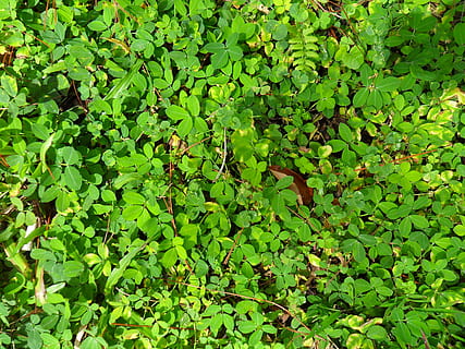 planter, greens, struktur, blad, løv, underskov, buske, natur, grøn farve, fuld ramme, vækst, plante del, plante, baggrunde, ingen mennesker, dag, skønhed i naturen, udendørs, ro, overflod, kløver, høj vinkel visning, friskhed, Mark, frodig løv, jord, blade, 2K, CC0, offentligt domæne, royaltyfrie