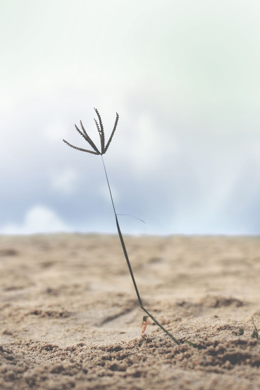 singularitat, platja, sorra, mínim, fauna, blanc, la vida, cel, pau, horitzó, núvols, simple, senzillesa, un, delicada, terra, naturalesa, dia, bellesa a la natura, planta, primer pla, núvol - cel, cap gent, tranquil·litat, enfocament selectiu, centrar-se en primer pla, a l'aire lliure, creixement, escenics - natura, escena tranquil·la, medi ambient, vulnerabilitat, paisatge, clima àrid, suavitat, flor, 5K