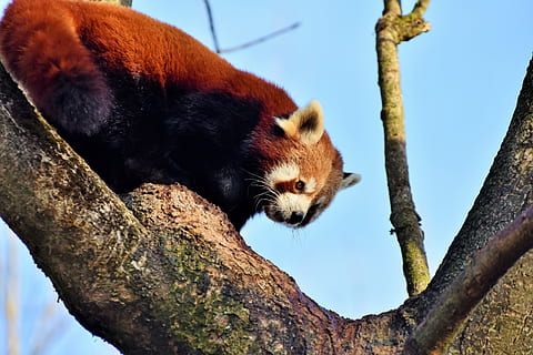 panda, ós panda, panda marró, suportar, mamífer, bonic, panda vermell, bambú, animal salvatge, Macau, escalador, món animal, dolç, Xina, zoo, tierpark hellabrunn, temes d'animals, un animal, arbre, animal, fauna animal, animals a la natura, branca, vertebrats, vista d’angle baix, planta, cap gent, naturalesa, centrar-se en primer pla, tronc de l'arbre, tronc, dia, a l'aire lliure, panda - animal, bigotis, 5K, CC0, domini públic, lliure de regalies