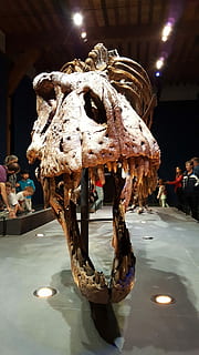 T rex, trix, dino, t, rex, svítí, noc, zvířecí lebka, zvířat, jedna osoba, uvnitř, zastoupení zvířat, náhodné osoby, zastoupení, zvíře, kost, část těla zvířete, detail, stavba, osvětlovací zařízení, dekorace, umělecká kultura a zábava, životního stylu, architektura, 1080P, CC0, veřejná doména, bez autorských práv