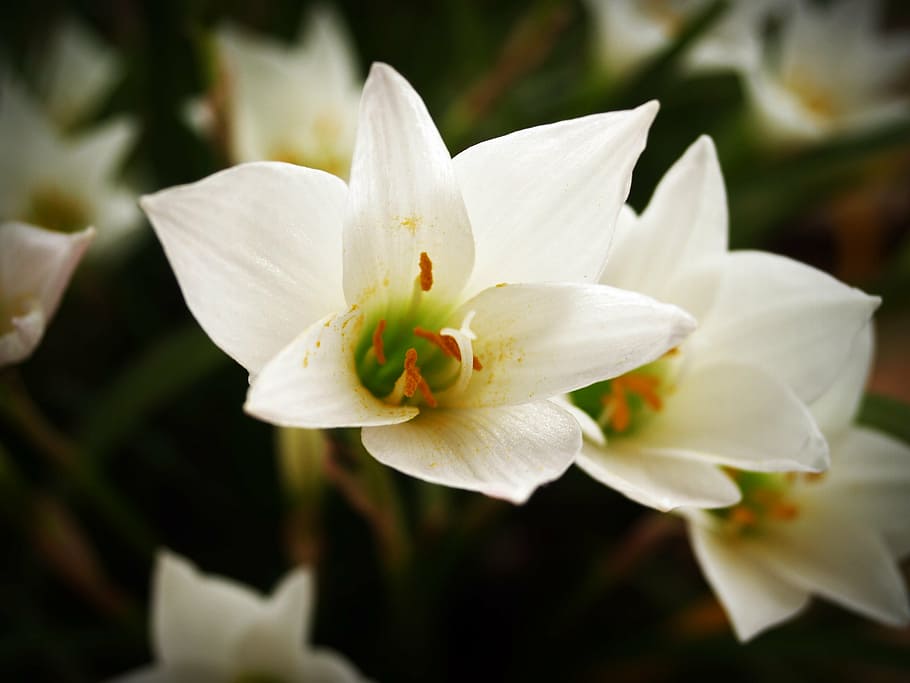 flor, primavera, blanc, estiu, margarida, crisantem, rosa, groc, floral, conjunt, vermell, grup, diversos, dalia, col · lecció, fresc, primer pla, aïllat, florint, aïllats en blanc, molts, vibrant, pètal, flors de palla, 16, botànic, brillant, gira-sol, taronja, florir, retallada, macro, color, porpra, Gerber, colorit, planta, bellesa, selecció, variació, bonic, naturalesa, detall, botànica, mixt, planta amb flors, bellesa a la natura, frescor, Color blanc, fragilitat, vulnerabilitat, creixement, cap gent, cap de flor, inflorescència, centrar-se en primer pla, pol·len, a l'aire lliure, dia, puresa, 2K