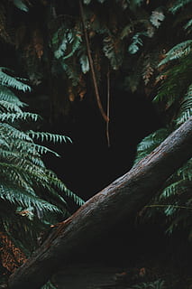 fotografering, tre, dagtid, uten navn, bregne, stamme, skog, hule, Logg, blad, anlegg, vekst, natur, ingen folk, land, skjønnhet i naturen, ro, plante del, dag, utendørs, gren, trestamme, nærbilde, grønn farge, palmblad, regnskog, 5K, CC0, offentlig domene, opphavsrett gratis