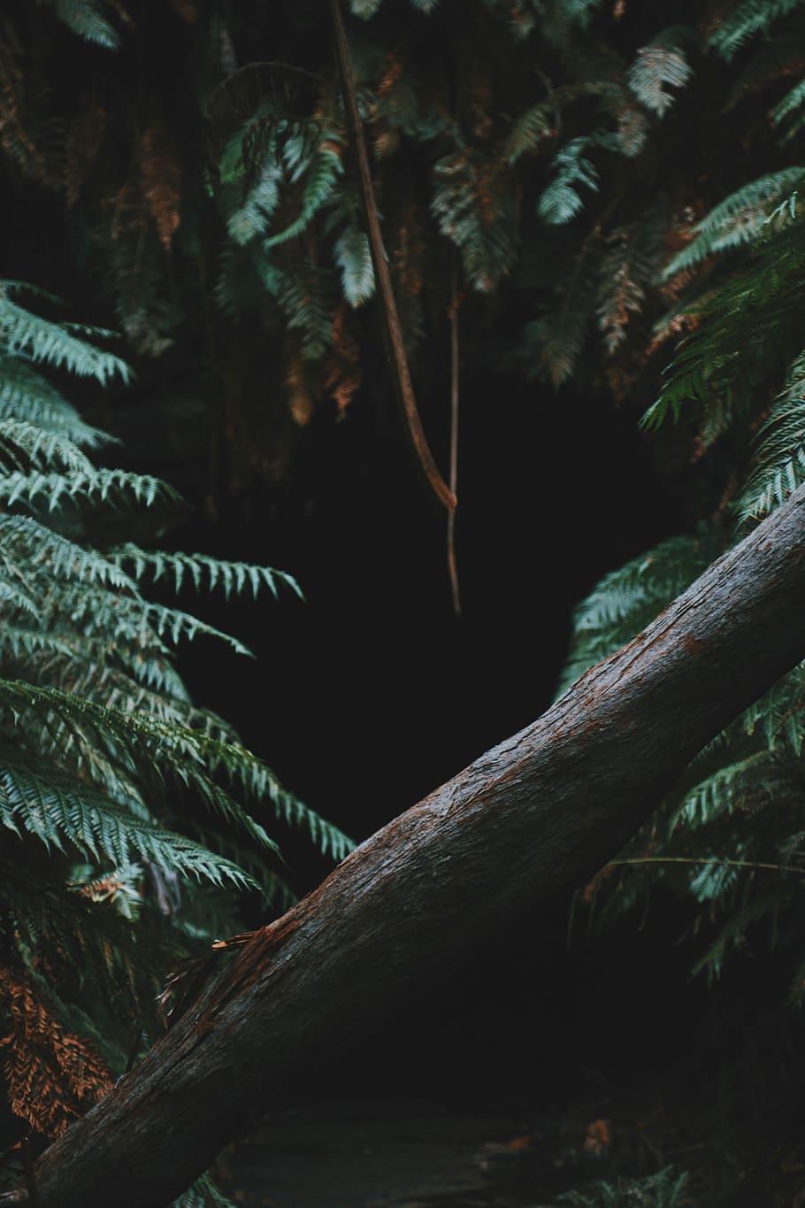 fotografering, tre, dagtid, uten navn, bregne, stamme, skog, hule, Logg, blad, anlegg, vekst, natur, ingen folk, land, skjønnhet i naturen, ro, plante del, dag, utendørs, gren, trestamme, nærbilde, grønn farge, palmblad, regnskog, 5K