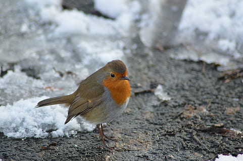 europæisk robin, robin, fugl, rød robin, dyre temaer, et dyr, dyr, hvirveldyr, dyreliv, dyr i naturen, kold temperatur, ingen mennesker, vinter, natur, sne, dag, jord, tæt på, udendørs, fokus på forgrunden, skønhed i naturen, 5K, CC0, offentligt domæne, royaltyfrie