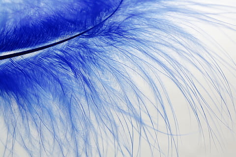 blu, macrofotografia di piume, primavera, colorato, avvicinamento, nessuno, natura, piuma, capelli, all'aperto, fotogramma intero, morbidezza, bellezza nella natura, giorno, sfondi, Inquadratura dal basso, leggero, messa a fuoco selettiva, fragilità, vulnerabilità, temi animali, primo piano estremo, 4K, CC0, dominio pubblico, privo di copyright