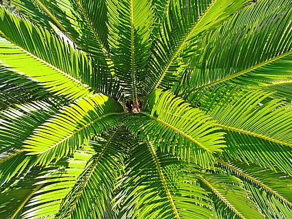 albero di cocco verde, verde, albero di cocco, Palma, le foglie, pianta, sfondo, foglia, colore verde, natura, animali allo stato selvatico, crescita, nessuno, parte vegetale, bellezza nella natura, avvicinamento, giorno, animale, albero, temi animali, sfondi, all'aperto, fauna selvatica, fotogramma intero, ragno, foglia di palma, albero tropicale, 2K, CC0, dominio pubblico, privo di copyright