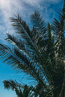 pohon palem hijau, hijau, musim panas, alam, langit, daun, Daun-daun, pohon, di luar rumah, tropis, pohon sagu, telapak tangan, pohon palem, biru, iklim tropis, pohon kelapa, tidak ada orang, awan - langit, pohon pinus, menanam, pertumbuhan, tampilan sudut rendah, keindahan di alam, hari, warna hijau, daun palem, ketenangan, pohon jenis konifera, bagian tanaman, hutan pinus, pohon cemara, 5K, CC0, domain publik, bebas royalti