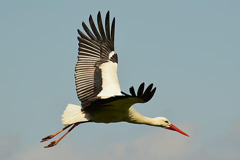 白, こうのとり, 飛行, 昼間, 飛ぶ, エレガント, フェザー, 鳥, 羽毛, 自然, 動物たち, ガラガラコウノトリ, ビル, 動物, 野生動物, コウノトリ, くちばし, 屋外, 動物のテーマ, 野生の動物, 動物の野生動物, 脊椎動物, 羽を広げる, 一匹の動物, 空, 無人, 晴天, 日, 中空, 動物の体の一部, モーション, 全長, 青, ローアングルビュー, 動物の羽, 4K, CC0, パブリックドメイン, ロイヤリティフリー