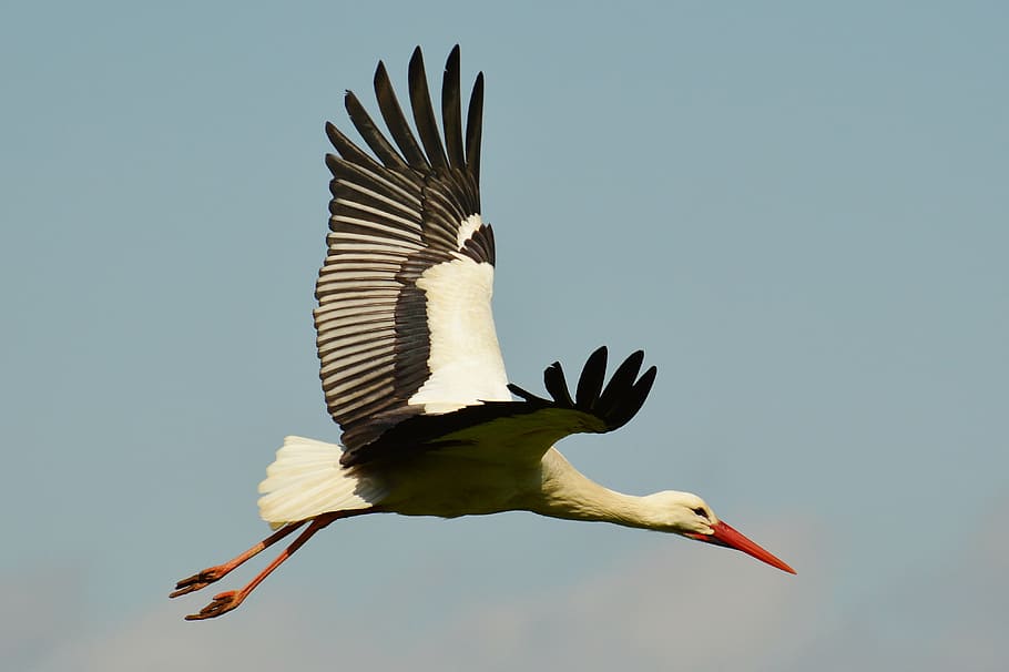 白, こうのとり, 飛行, 昼間, 飛ぶ, エレガント, フェザー, 鳥, 羽毛, 自然, 動物たち, ガラガラコウノトリ, ビル, 動物, 野生動物, コウノトリ, くちばし, 屋外, 動物のテーマ, 野生の動物, 動物の野生動物, 脊椎動物, 羽を広げる, 一匹の動物, 空, 無人, 晴天, 日, 中空, 動物の体の一部, モーション, 全長, 青, ローアングルビュー, 動物の羽, 4K