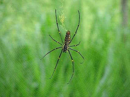 ragno, animale, Rete, ragnatela, erba, un animale, temi animali, animali allo stato selvatico, insetto, fauna selvatica, invertebrato, aracnide, artropodo, avvicinamento, fragilità, gamba animale, parte del corpo animale, concentrarsi sulle conoscenze acquisite, natura, nessuno, giorno, zoologia, web, all'aperto, 2K, CC0, dominio pubblico, privo di copyright