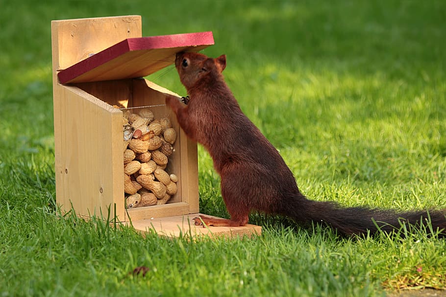 foto, esquirol, presa, cacauet, marró, fusta, Caixa, animal, sciurus, alimentació, caixa d'alimentació, cacauets, mamífer, planta, herba, un animal, primat, fauna animal, naturalesa, cap gent, vertebrats, menjar, terra, camp, assegut, dia, animals a la natura, a l'aire lliure, petit, 2K