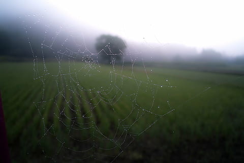 nærbilde foto, web, spindelvev, mønster, skummelt, arachnid, nett, klissete, natur, skummel, edderkopp, dugg, gress, miste, skjørhet, fokusere på forgrunnen, ingen folk, skjønnhet i naturen, sårbarhet, nærbilde, dag, vann, våt, utendørs, ro, vekst, anlegg, felt, landskap, land, kompleksitet, regn, regndråpe, 2K, CC0, offentlig domene, opphavsrett gratis