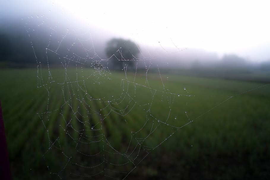 Nahaufnahmefoto, Netz, Spinnennetz, Muster, gruslig, Spinnentier, klebrig, Natur, gruselig, Spinne, Tau, Gras, fallen, Zerbrechlichkeit, Fokus auf den Vordergrund, keine Leute, Schönheit in der Natur, Verletzlichkeit, Nahansicht, Tag, Wasser, nass, draußen, Ruhe, Wachstum, Pflanze, Feld, Landschaft, Land, Komplexität, Regen, Regentropfen, 2K