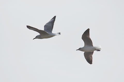two, grey, birds, flying, sky, daytime, gray, seagulls, white, wings, bird, seagull, nature, animal, sea, animal Wing, wildlife, sea Bird, freedom, no people, animal wildlife, animals in the wild, animal themes, swimming, vertebrate, spread wings, group of animals, low angle view, mid-air, copy space, clear sky, motion, outdoors, day, marine, 2K