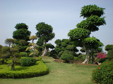 China, Garten, Natur, Bäume, Pflanze, Baum, Wachstum, grüne Farbe, Himmel, Schönheit in der Natur, Gras, keine Leute, Ruhe, ruhige Szene, Tag, formaler Garten, Park, klarer Himmel, draußen, Park - menschgemachter Raum, Szenen - Natur, Topiary, Hecke, Ziergarten, 2K, CC0, gemeinfrei, lizenzfrei