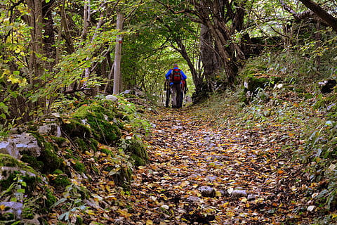Weg, Ausflug, Wald, der europäische weg, e5, lessinia, Italien, Baum, Gehen, echte Menschen, Pflanze, Rückansicht, Land, Freizeitbeschäftigung, Natur, Lebensstile, in voller Länge, Richtung, der Weg nach vorn, Fußweg, Tag, Menschen, Wachstum, Erwachsene, Frau, draußen, 5K, CC0, gemeinfrei, lizenzfrei
