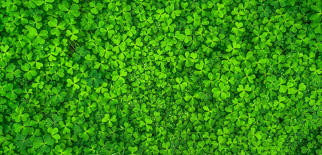 Foto, kløver græs, blad, natur, grøn, forår, abstrakt, planter, sive, dug, urt, morgen, shamrock, kløver, græs, selskabelig, held og lykke, struktur, baggrund, mønster, overflade, grøn farve, baggrunde, plante, fuld ramme, dag, vækst, ingen mennesker, skønhed i naturen, plante del, udendørs, høj vinkel visning, ro, sollys, tæt på, levende farve, friskhed, løv, blade, 2K, CC0, offentligt domæne, royaltyfrie