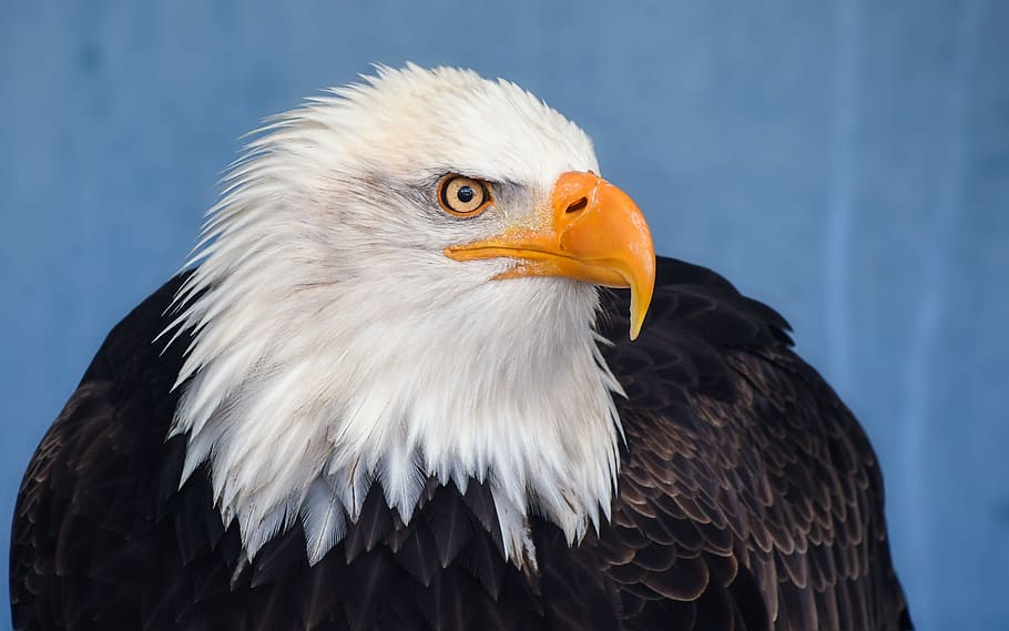 Nahansicht, Fotografie, Weiß, schwarz, Adler, Weißkopfseeadler, Raubvogel, Vogel, Tier, Adler - Vogel, Wirbeltier, Tierthemen, Tiere in freier Wildbahn, Tierwelt, ein Tier, Schnabel, Tierkörperteil, keine Leute, suchen, Patriotismus, Natur, Blau, Feder, Tierkopf, Tierauge, Blauer Hintergrund, 5K
