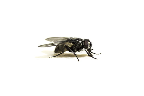 fliegen, Makro, Insekt, schließen, Makrofotografie, Insektenfoto, Flügel, wirbellos, Tierthemen, Tier, ein Tier, weißer Hintergrund, Tierwelt, Studioaufnahme, Tiere in freier Wildbahn, kopieren sie platz, Nahansicht, drinnen, keine Leute, Biene, Tierflügel, Natur, Stubenfliege, ausgeschnitten, Bestäubung, 8K, CC0, gemeinfrei, lizenzfrei