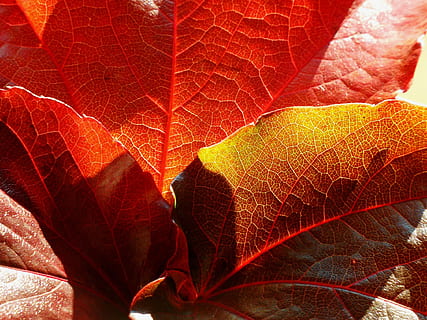 fulla d'auró, fulles, maple, full, colorit, color, de colors, tardor, fulla de tardor, fulles de tardor, naturalesa, planta, primer pla, fons, temporada, vermell, macro, color vibrant, color taronja, vena de la fulla, patró, bellesa a la natura, imatge en color, resum, multicolor, canvi, cap gent, part de la planta, marc complet, patró natural, a l'aire lliure, dia, creixement, textura, condició natural, 1080P, CC0, domini públic, lliure de regalies