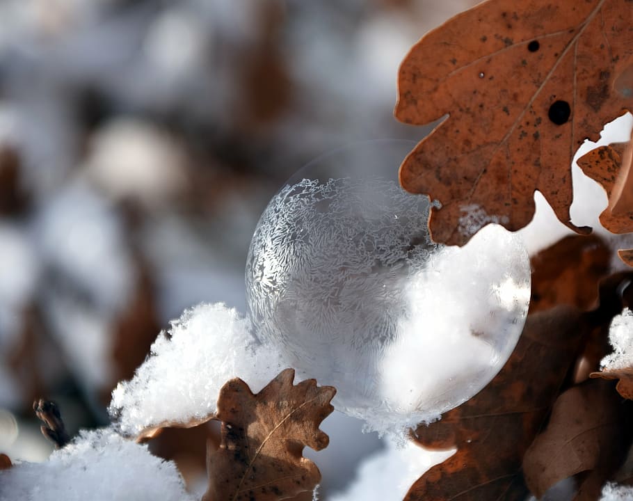 boble, sæbeboble, iriserende, vinter, sne, eiskristalle, is, Frosset, kold, frostet sæbeboble, frost, bold, frosne boble, lethed, eg forlader, kold temperatur, ingen mennesker, tæt på, dag, natur, udendørs, hvid farve, fokus på forgrunden, skønhed i naturen, blad, plante del, dækker, plante, sårbarhed, ro, blade, 4K