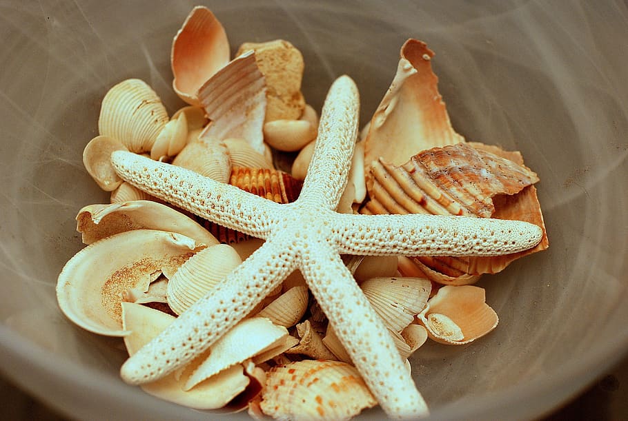 blanc, estrella de mar, marró, petxines marines, bol, mar, petxines, platja, oceà, naturalesa, viatjar, tropical, marí, petxina de mar, textura, patró, decoració, col · lecció, conjunt, símbol, vacances, sorra, estiu, shell, memòries, festa, vora del mar, natural, closca d’animals, primer pla, cap gent, menjar, directament a sobre, temes d'animals, animals a la natura, forma d'estrella, menjar i beguda, vista d’angle alt, forma, a l'interior, fauna animal, la vida marina, animal, frescor, natura morta, aigua, un animal, berenar, 2K