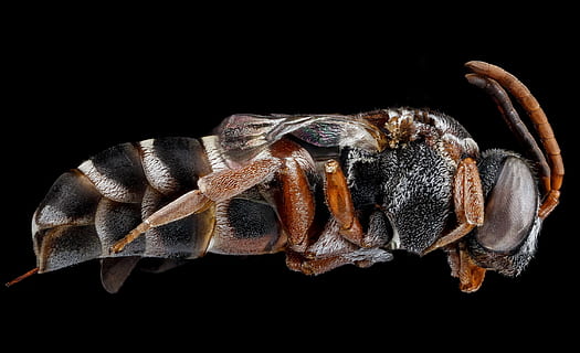 nærbillede foto, sort, gul, hveps, bi, parasitære, makro, insekt, tæt på, epeolus zonatus, dyreliv, natur, monteret, gøg, USGS, Colletes, angriber, blæksprutter, Engel, sort baggrund, studio skud, dyr, dyre temaer, et dyr, ingen mennesker, indendørs, dyr kropsdel, zoologi, hvirvelløse, dyr i naturen, leddyr, kopiere plads, klo, krebsdyr, skåret ud, marine, 2K, CC0, offentligt domæne, royaltyfrie
