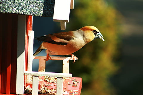 bird, foraging, close, vertebrate, animal themes, animals in the wild, animal wildlife, one animal, animal, focus on foreground, perching, no people, day, nature, close-up, outdoors, songbird, wood - material, sunlight, side view, full length, birdhouse, 4K, CC0, public domain, royalty free
