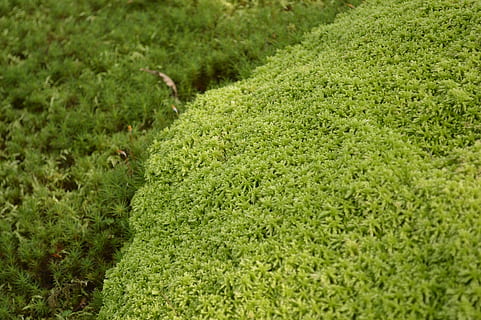 mos, græs, grøn, struktur, japan, plante, naturlig, hakone, grøn farve, vækst, Mark, jord, natur, skønhed i naturen, ingen mennesker, ro, dag, frodig løv, løv, høj vinkel visning, fuld ramme, landskab, selektiv fokusering, miljø, baggrunde, landbrug, udendørs, plantage, 5K, CC0, offentligt domæne, royaltyfrie