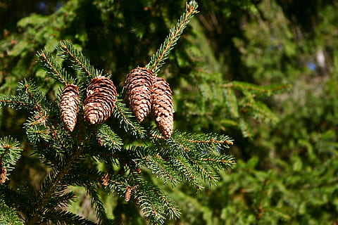 net, dennenappels, boom, naaldboom, tik, gewone spar, groen, picea, grenen kas, western, Bos, natuur, fabriek, afhangen, herfst, dennenappel, groene kleur, groei, geen mensen, dag, detailopname, schoonheid in de natuur, focus op de voorgrond, dennenboom, blad, land-, Pinaceae, deel van de plant, zonlicht, bruin, buitenshuis, 2K, CC0, publiek domein, royaltyvrij